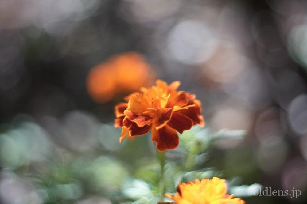 KMZ PO2-2M 75mm f2 Revew cinelens Speed Panchro コピー monster bokeh 作例 flowor 花 エモい画像写真展
