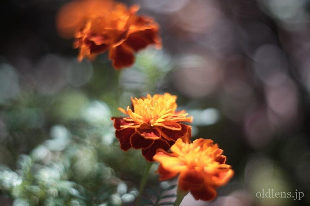 KMZ PO2-2M 75mm f2 Revew cinelens Speed Panchro コピー monster bokeh 作例 flowor 花 エモい画像写真展