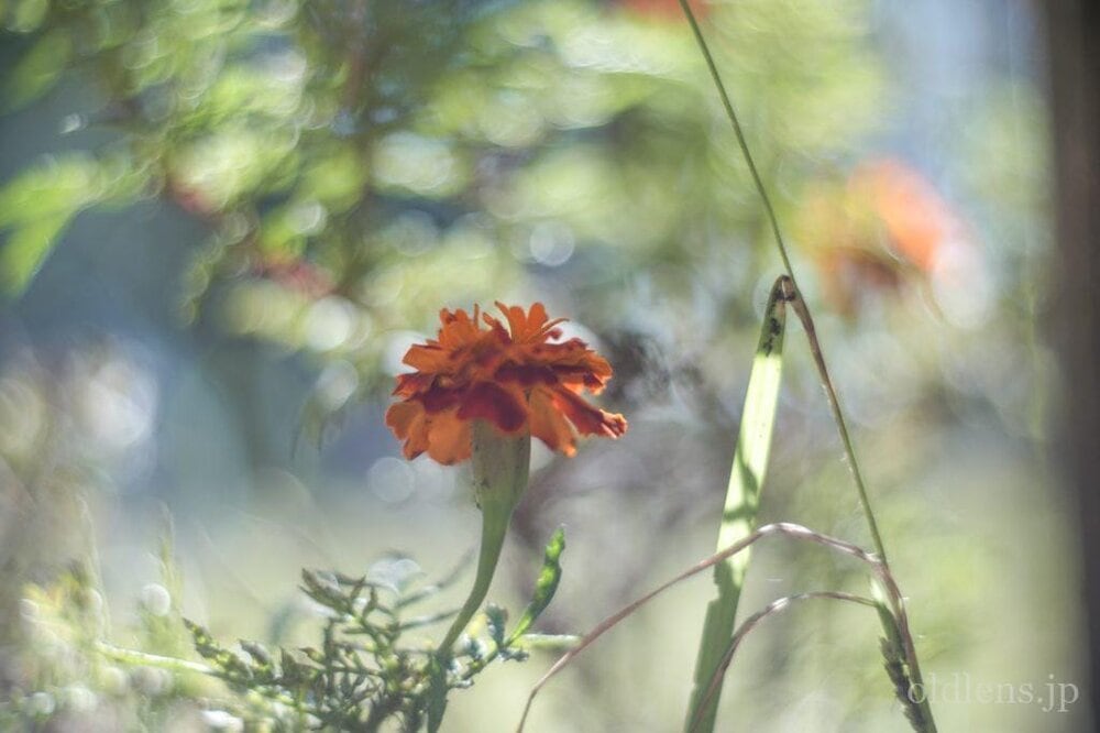 KMZ PO2-2M 75mm f2 Revew cinelens Speed Panchro コピー monster bokeh 作例 flowor 花 エモい画像写真展 グルグルボケ