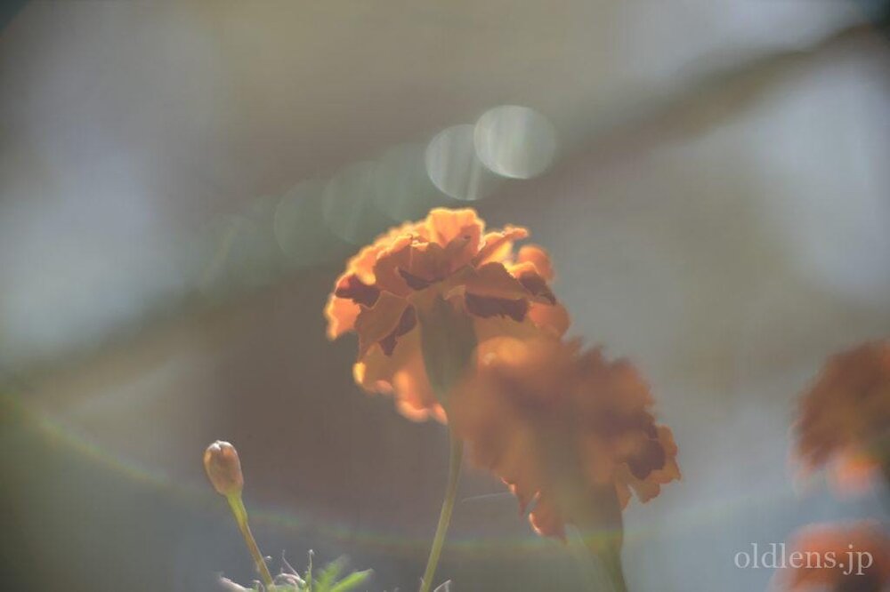 KMZ PO2-2M 75mm f2 Revew cinelens Speed Panchro コピー monster bokeh 作例 flowor 花 エモい画像写真展