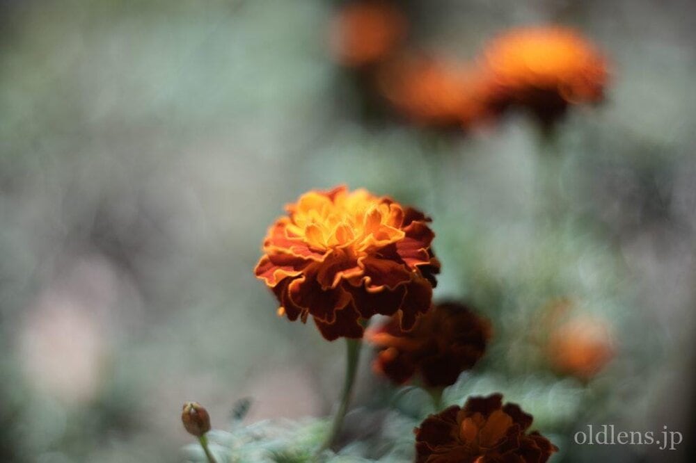 KMZ PO2-2M 75mm f2 Revew cinelens Speed Panchro コピー monster bokeh 作例 flowor 花 エモい画像写真展