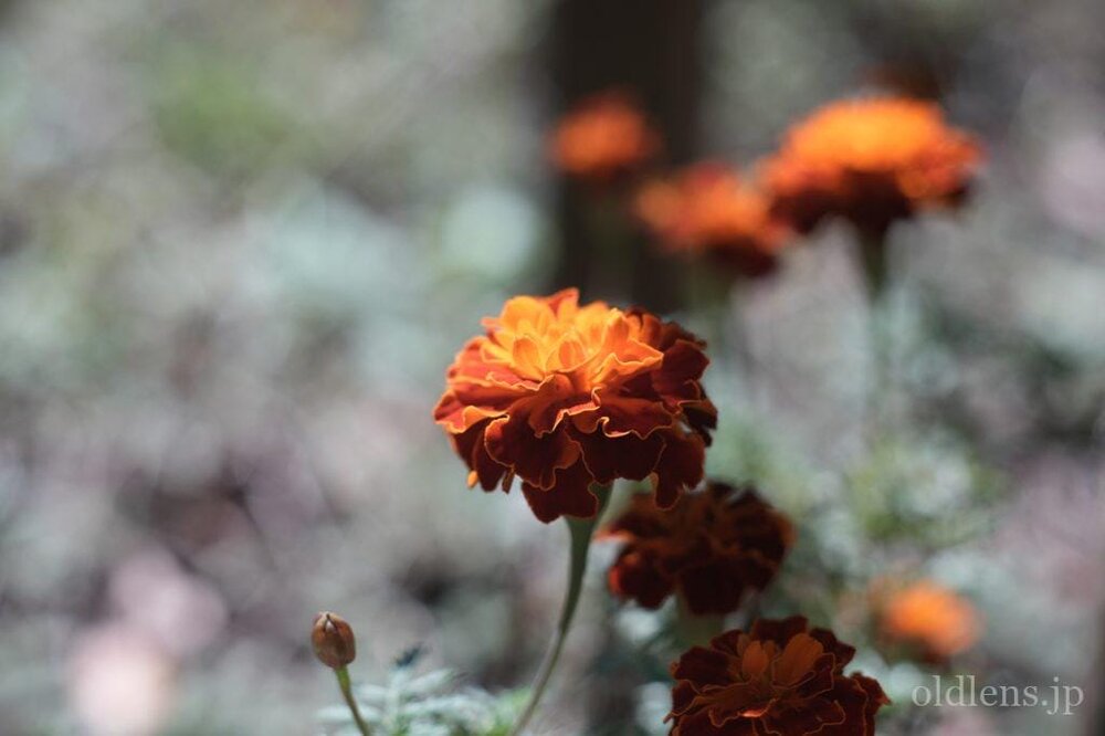 KMZ PO2-2M 75mm f2 Revew cinelens Speed Panchro コピー monster bokeh 作例 flowor 花 エモい画像写真展