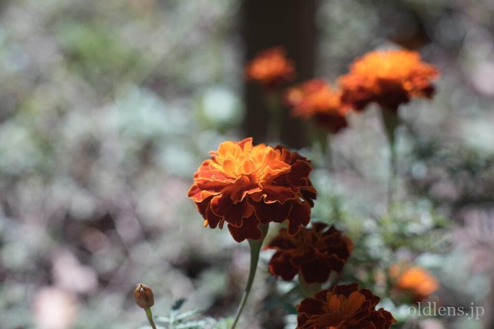 KMZ PO2-2M 75mm f2 Revew cinelens Speed Panchro コピー monster bokeh 作例 flowor 花 エモい画像写真展