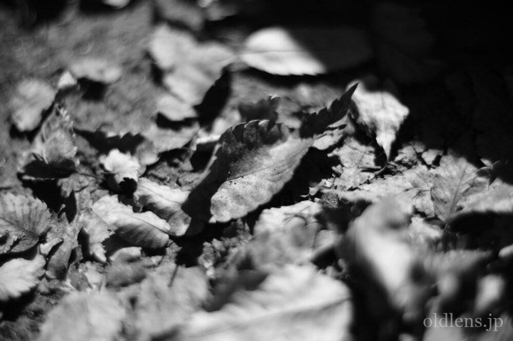 PO2-2M 75mm f2 Revew 作例 Fallen leaves 落ち葉 モノクロ 白黒 エモい画像写真展 