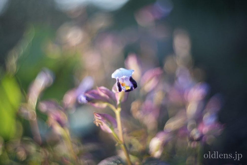 Kodak Ektar 47mm F2 L改 Review作例 コダックRetina滲む銘玉 マウント