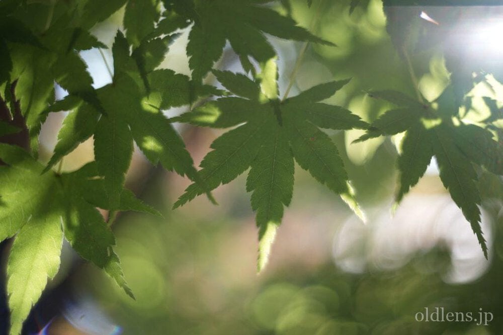 Kodak Ektar 47mm F2 L改 Review作例 コダックRetina滲む銘玉 マウント