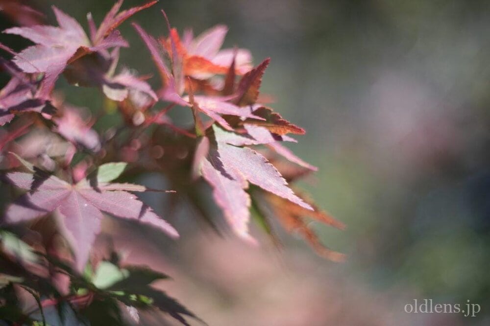 Kodak Ektar 47mm F2 L改 Review作例 コダックRetina滲む銘玉 マウント