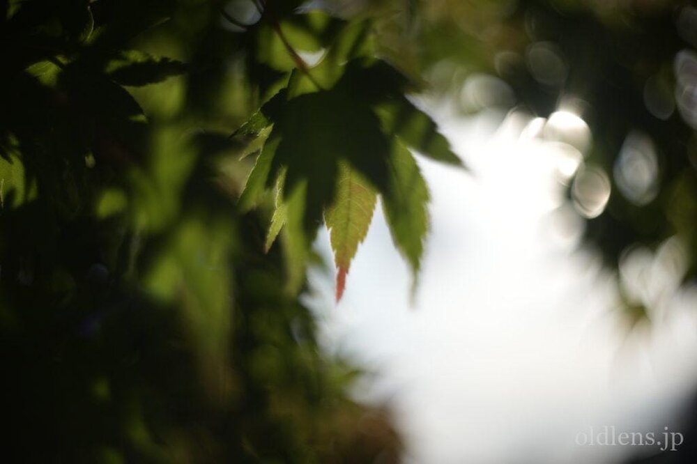 Kodak Ektar 47mm F2 L改 Review作例 コダックRetina滲む銘玉 マウント