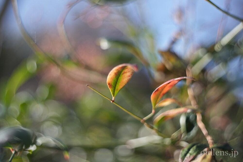 Kodak Ektar 47mm F2 L改 Review作例 コダックRetina滲む銘玉 マウント