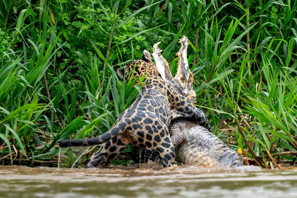 simbolo maya el jaguar atacando a una presa en el agua