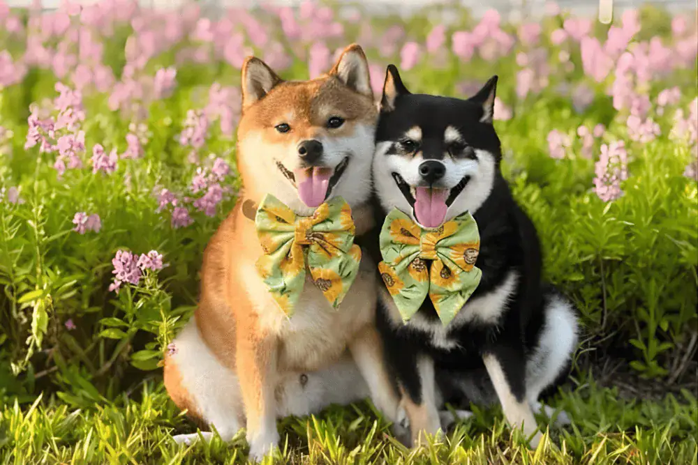 Who let the dogs out?