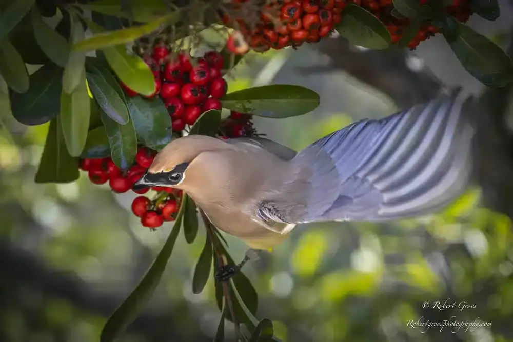 What Bird Eats Berries That Grow on Lava