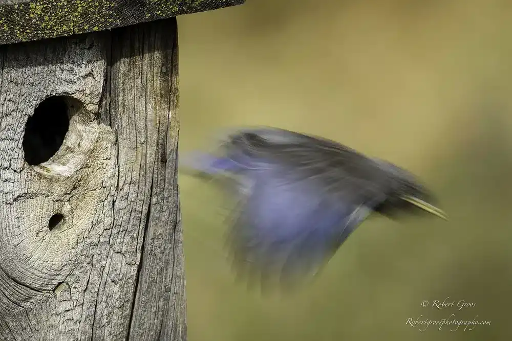When Fledglings Leave Nests