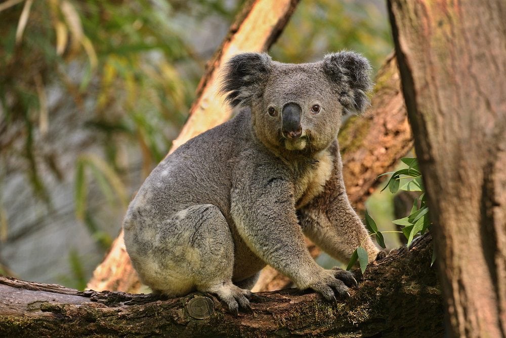 Koala subido a un arbol