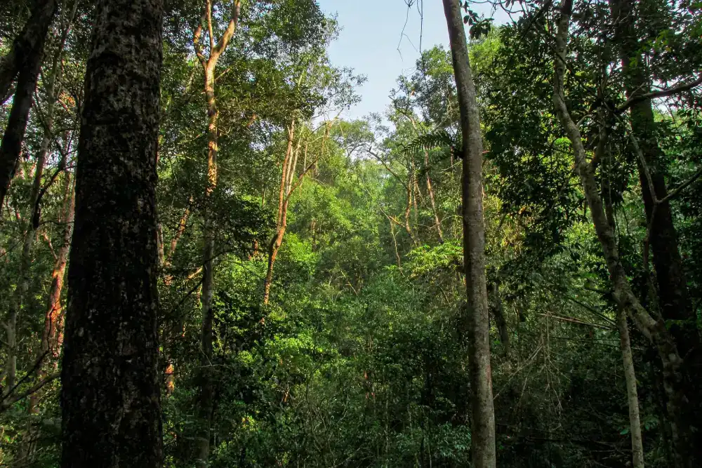 Nokrek National Park