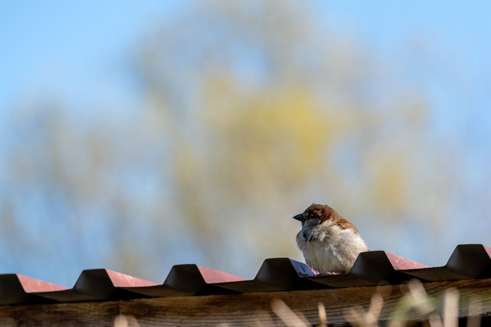 How to get a bird out of your garage