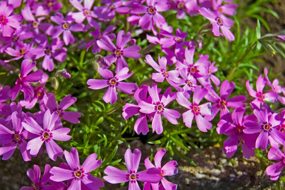 verbena - create a wildlife-friendly garden