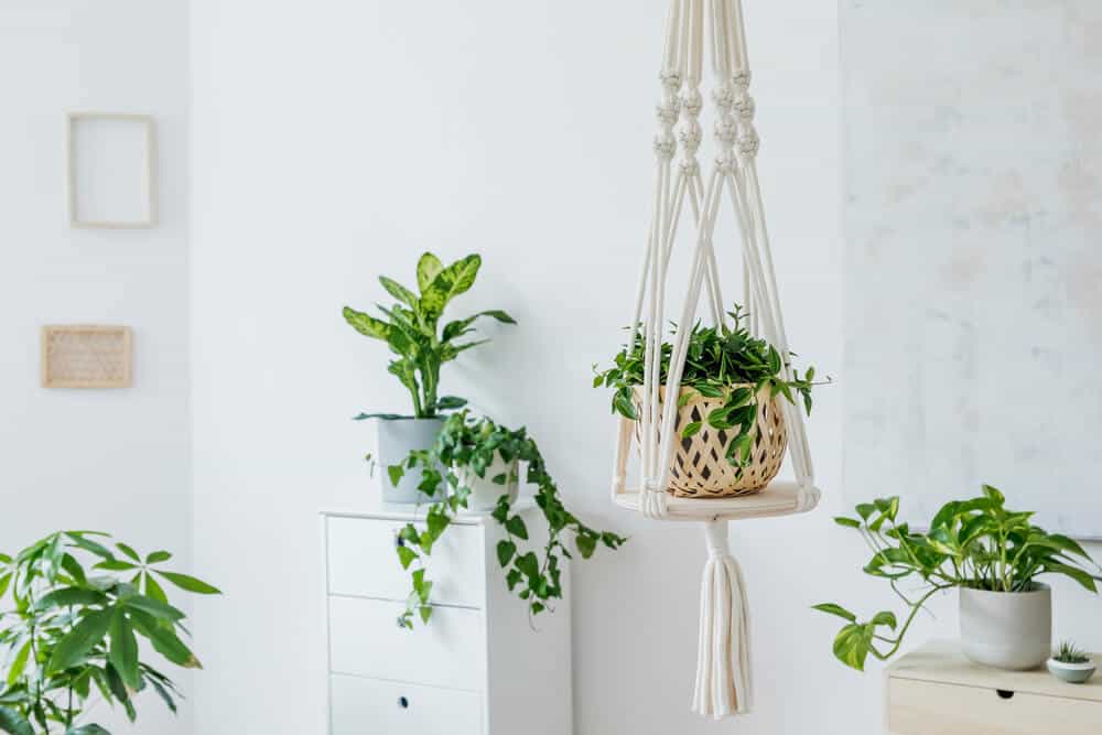 Hanging baskets inside the home