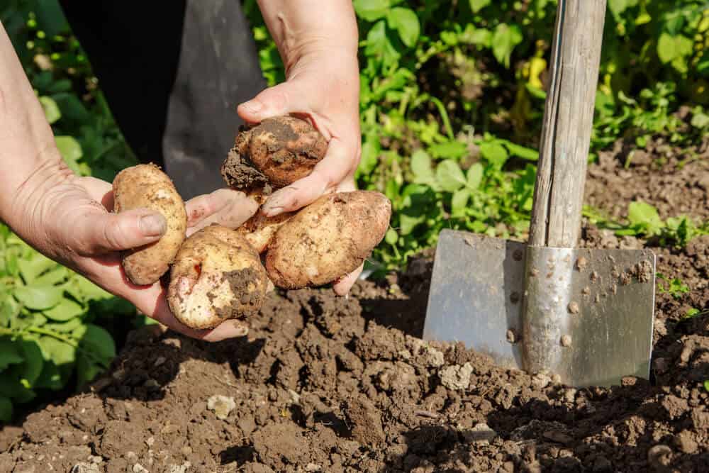 growing potatoes