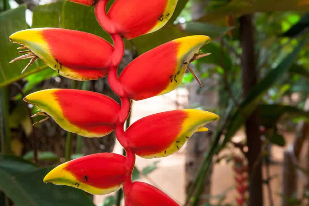 heliconias 