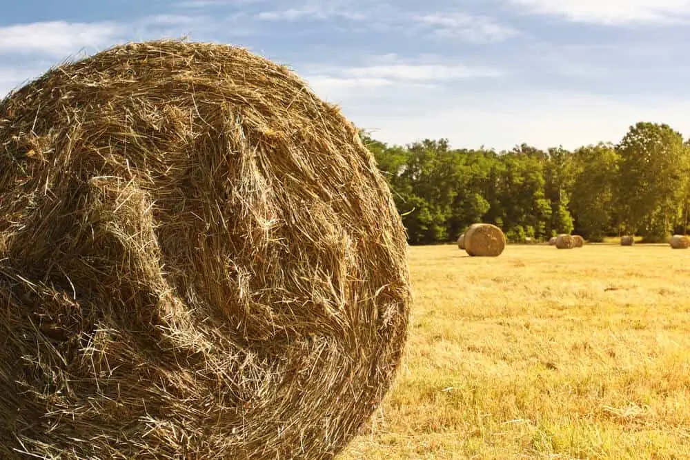 The new arrivals best hay