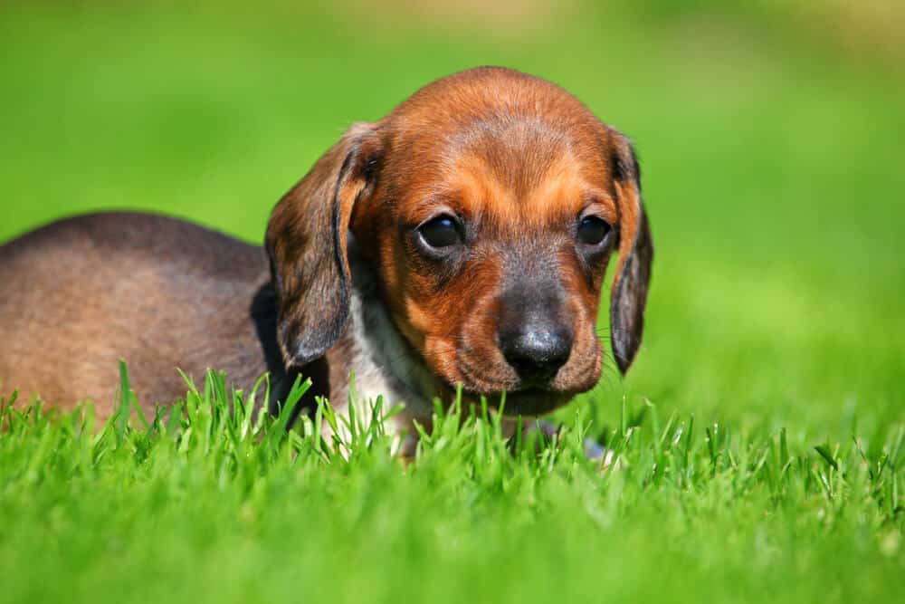 Mini Dachshund Puppies