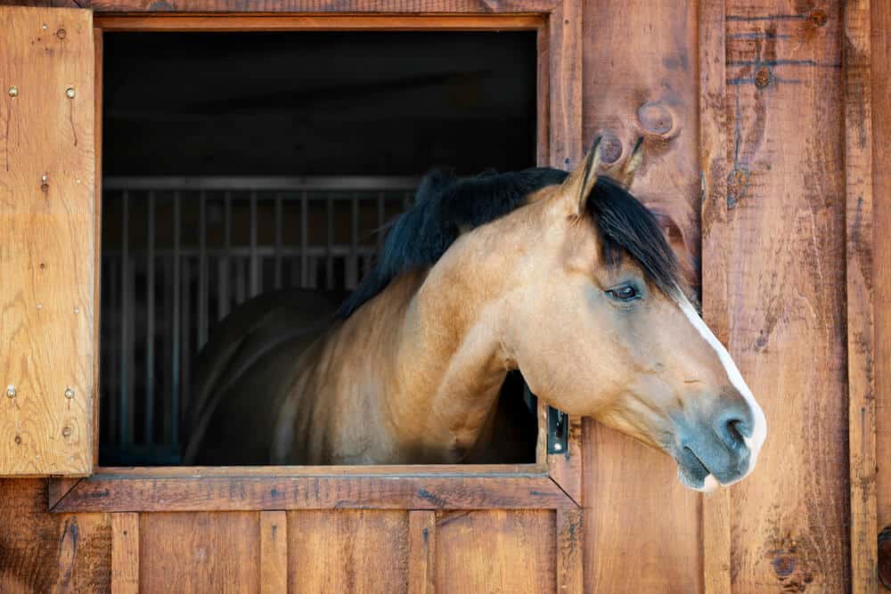 Gallop Through the Best Brown Horse Names!