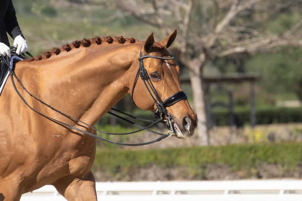 Hanoverian horse in Dressage - The Most Expensive Horse Breeds