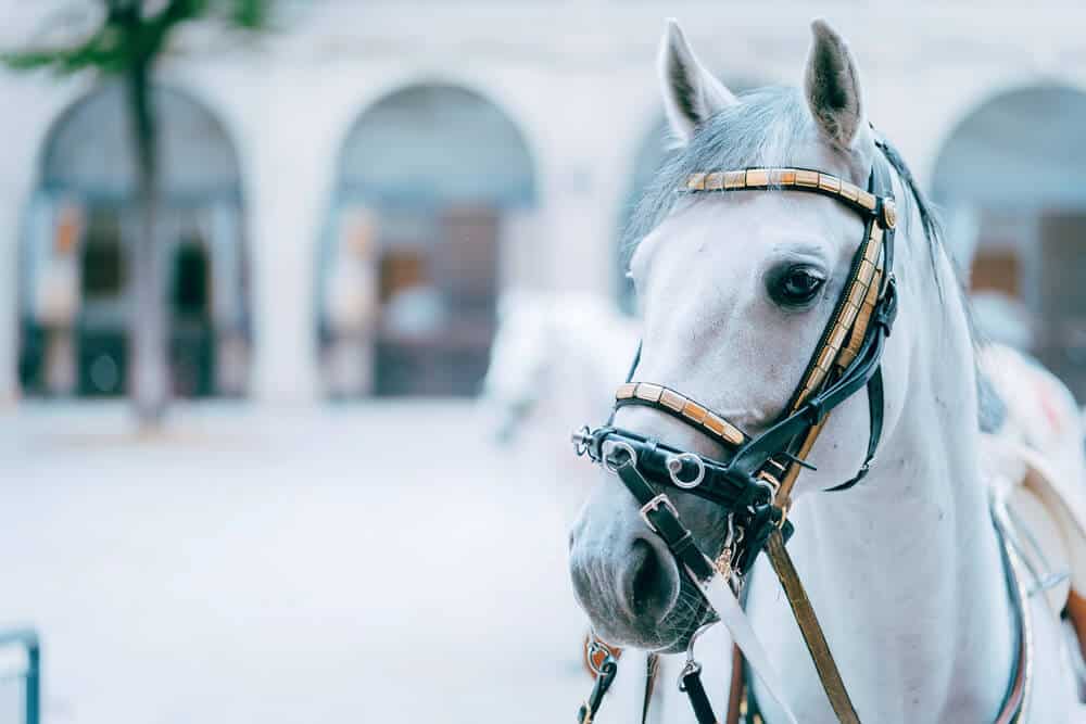 Lipizzaner horses - everything you need to know