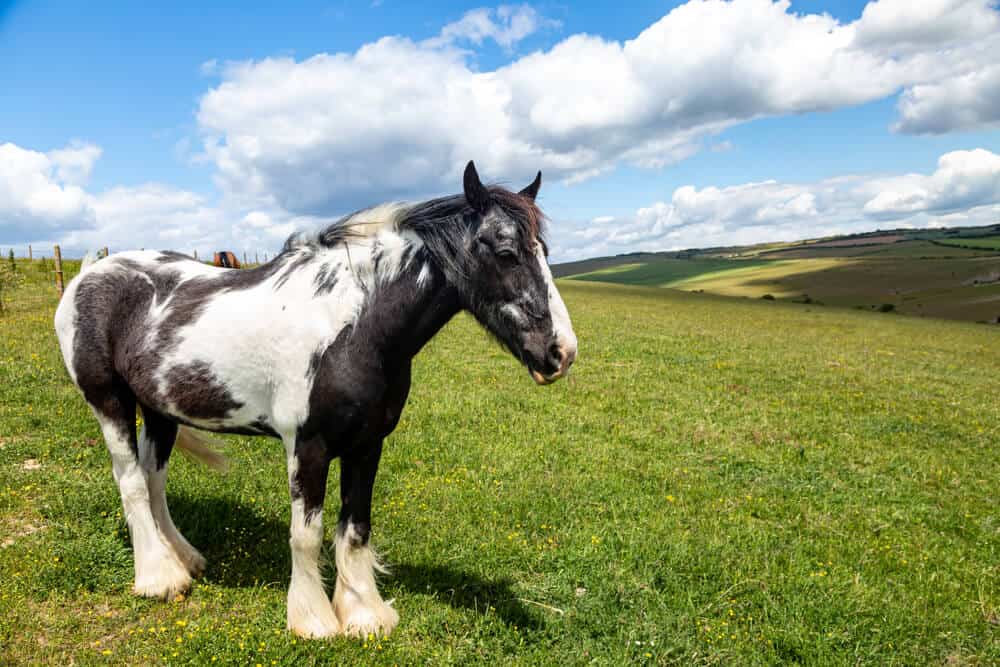 Amazing Horse Facts for Curious Minds!