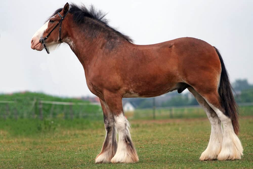 Exploring the Majestic World of Beautiful Horse Breeds