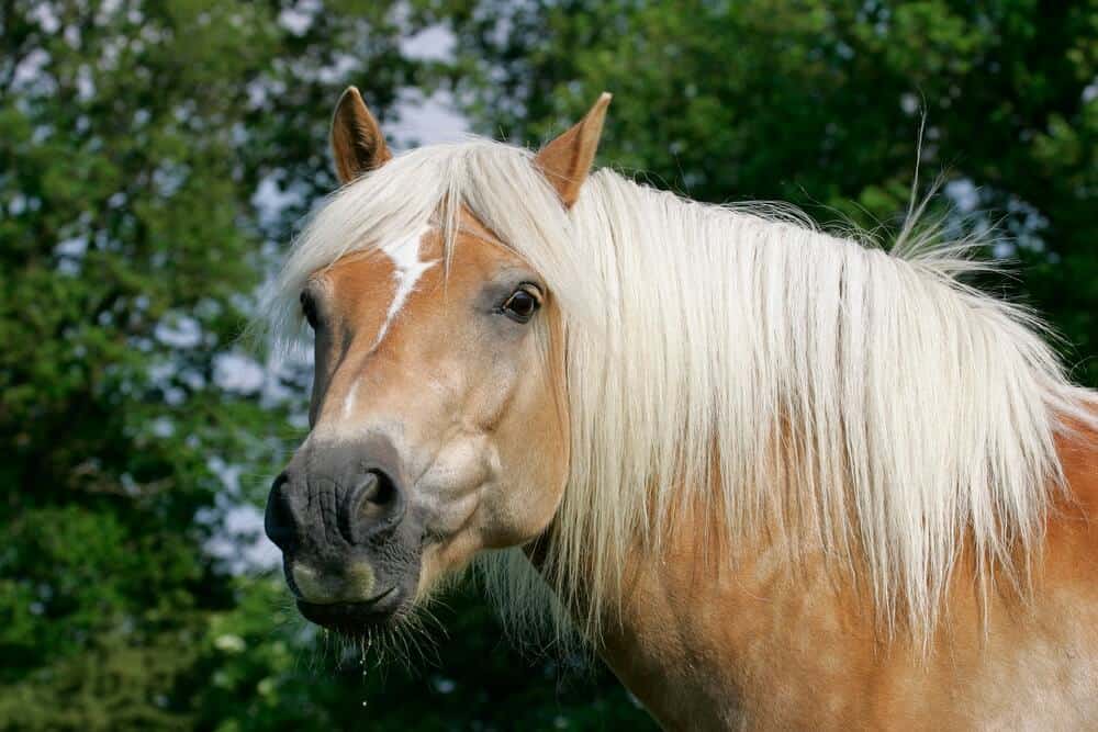 Haflinger-Horse - Beauty on Hooves: Exploring the Majestic World of Beautiful Horse Breeds