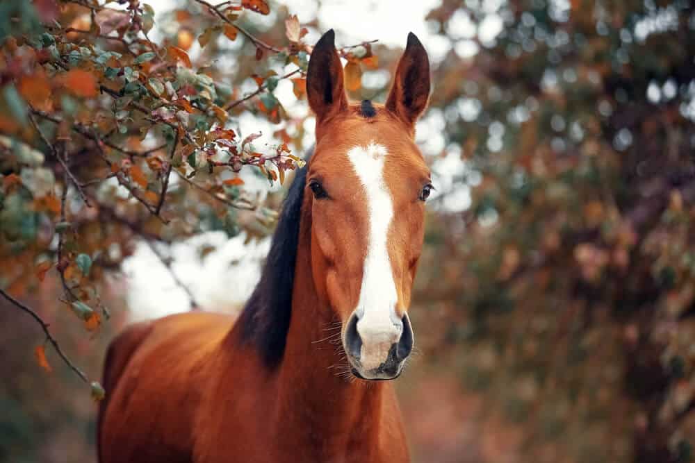 Hanoverian Horse Names For Mares and Stallions With Unisex Options