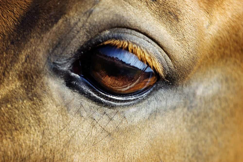 horse eye