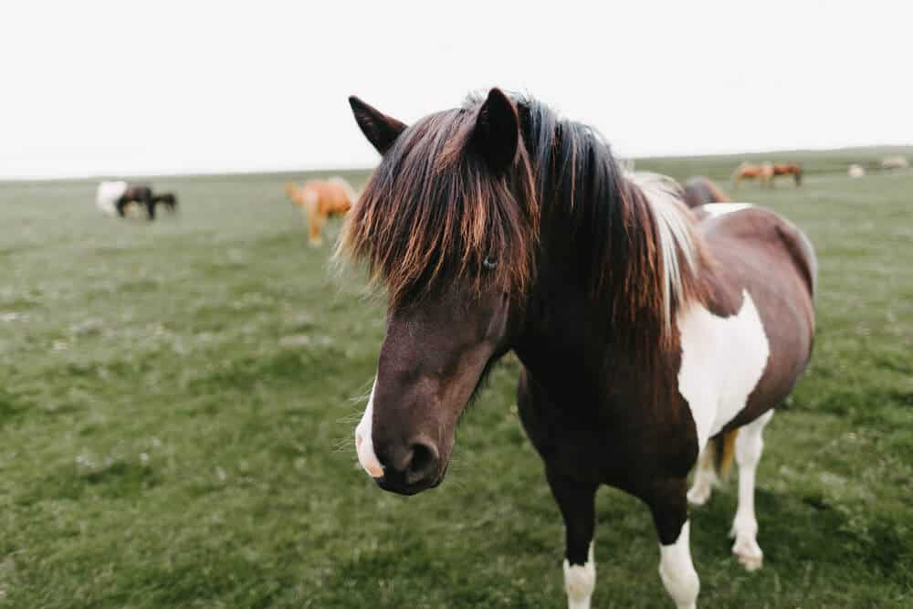 horse facts you need to know