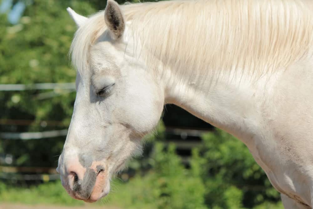 sleeping horse