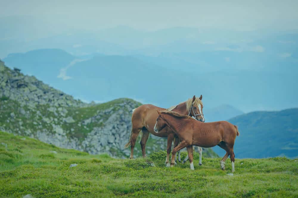 From the Savannah to the Stable: Unique African Horse Names