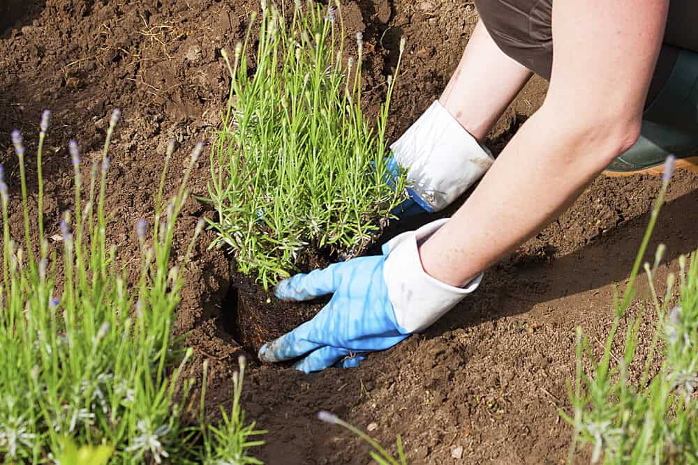 Get Growing: Key May Gardening Jobs for Every Gardener