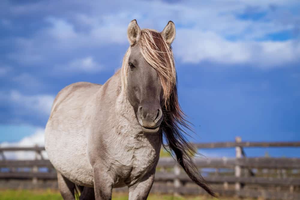 Polish Horse Names Embracing the Spirit of Poland in Every Whinny - Polish Konik Stallion