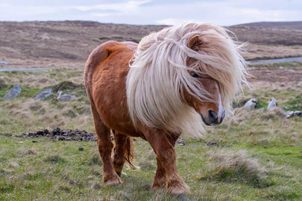 Shetland Pony vs Miniature Horse: Which Pint-Sized Horse Is Right for You?