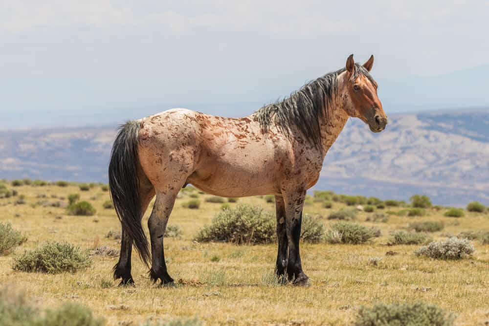 Coat Color Names for horses