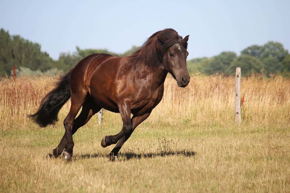 Unique Icelandic Horse Names Inspired by Norse Mythology