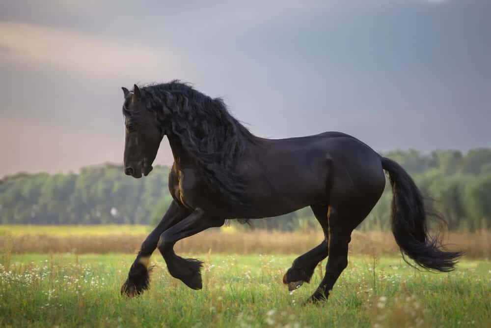 Male Roman Horse Names