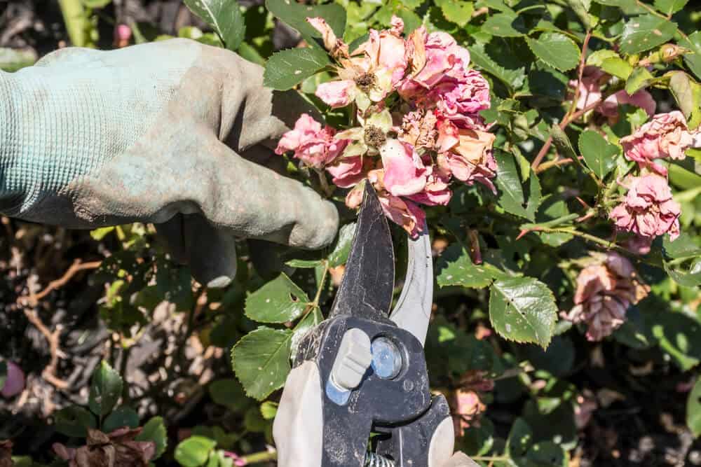 care for your fruit garden - July Gardening Jobs
