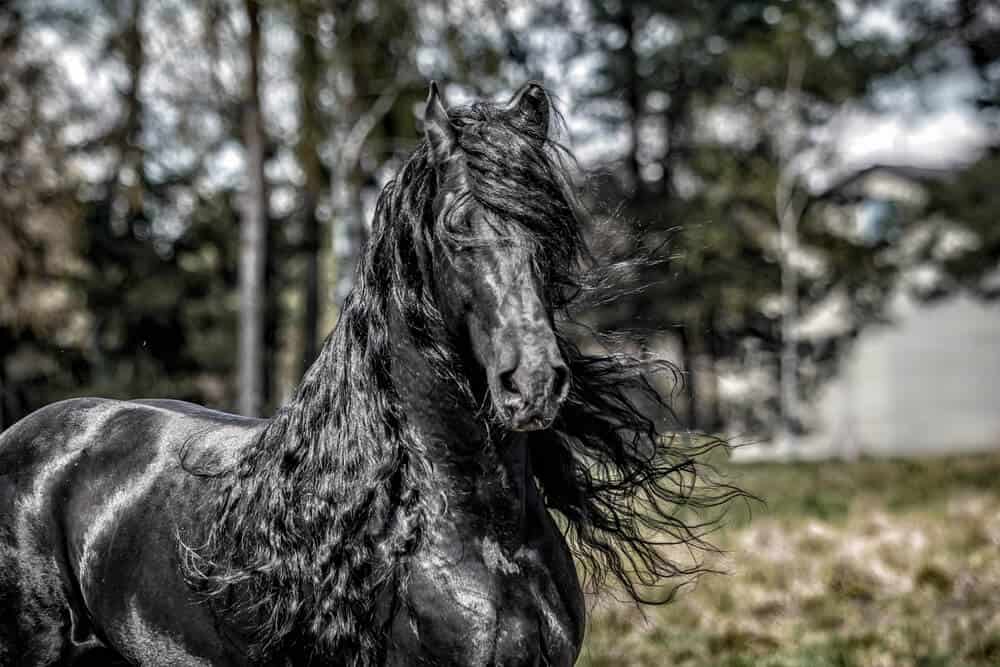Mysterious Black Horse Names