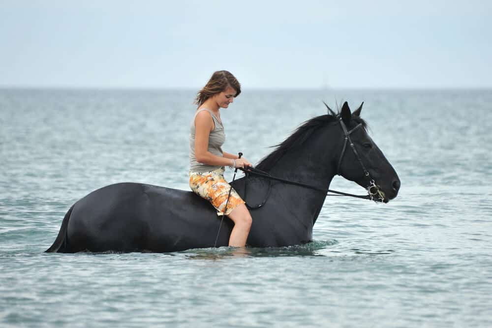 The Best Black Horse Names: Capturing Their Beauty and Power