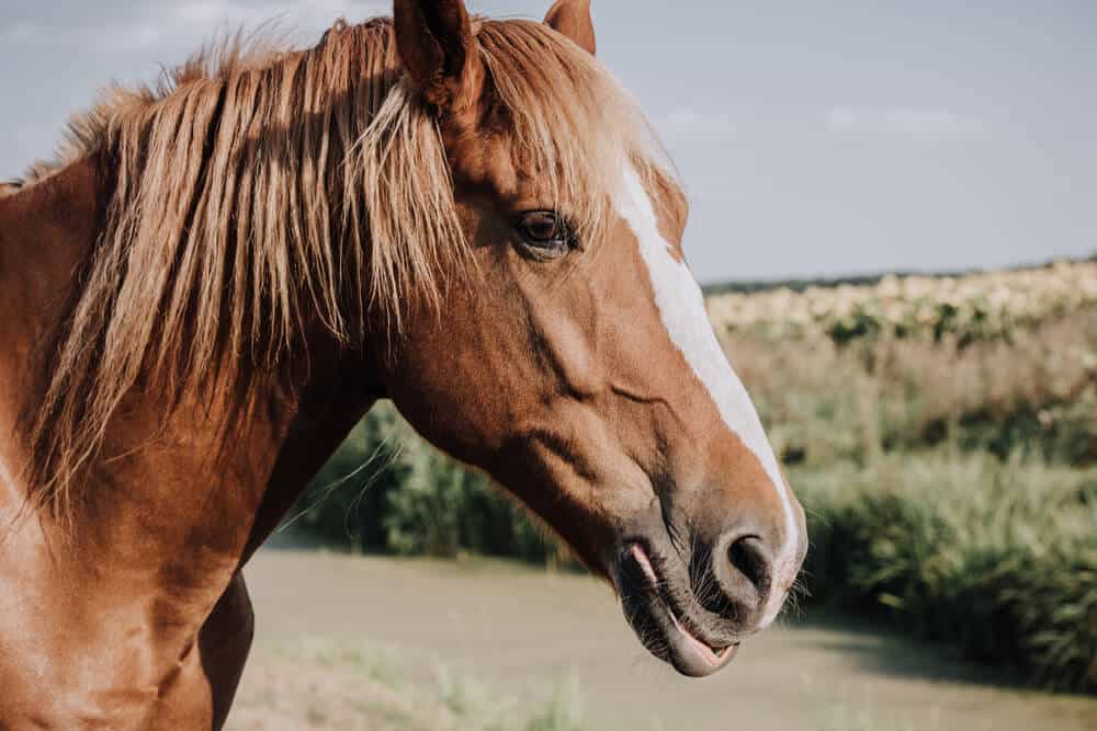 The Epic List of Chinese Horse Names With Meanings