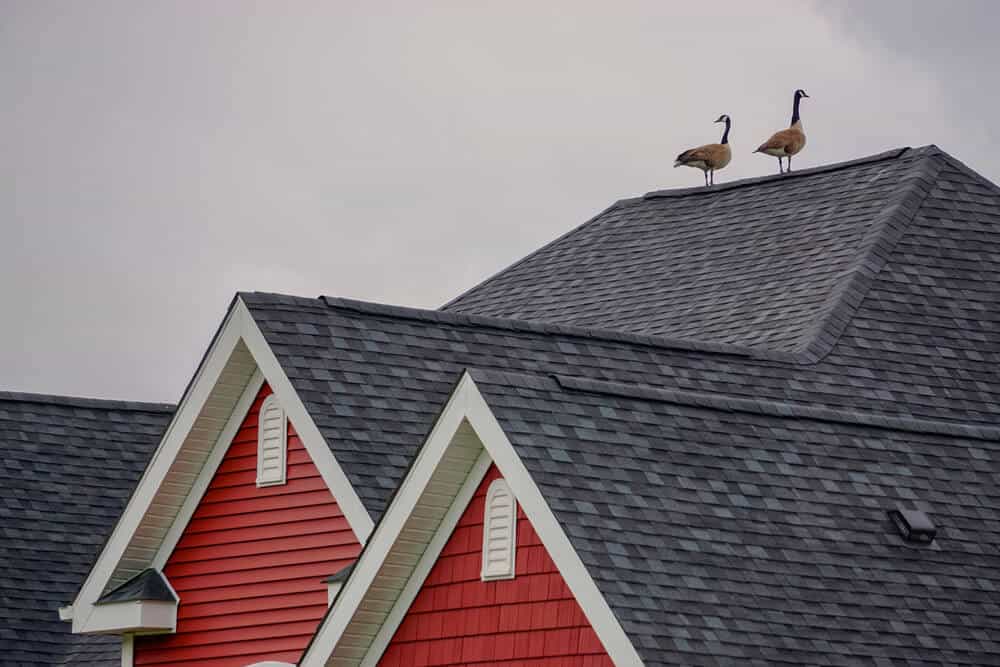 Must-Know Roofing Secrets to Save You Money