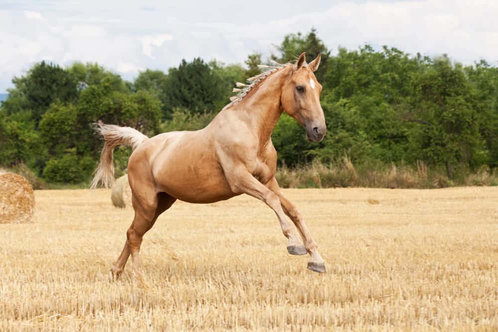 stubborn female horse names