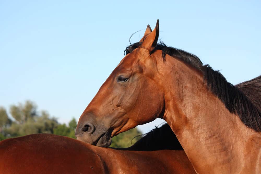 The Best Stubborn Horse Names: Strong-Willed and Proud